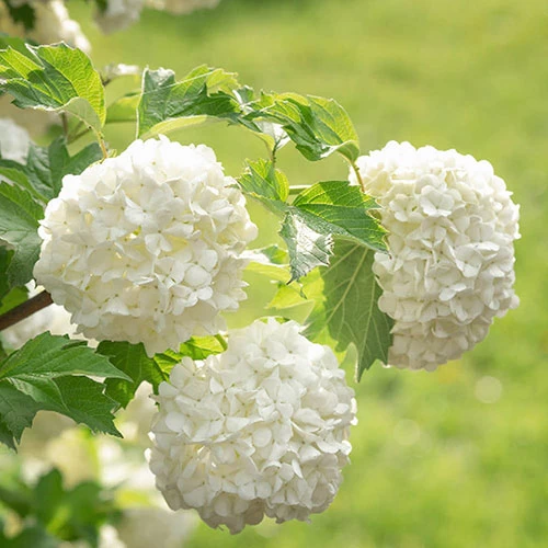 Snowball Tree Viburnum Opulus 'Roseum' - Image 2
