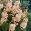 Summersweet Clethra Alnifolia 'Pink Spire'