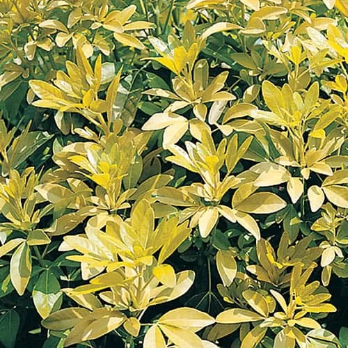 Choisya Ternata 'Sundance' - Image 3