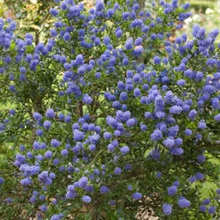 Ceanothus Thyrsiflorus