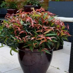 Leucothoe 'Burning Love'