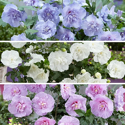 Double Flowered 'Chiffon' Hibiscus Collection