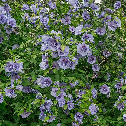 Double Flowered 'Chiffon' Hibiscus Collection - Image 5