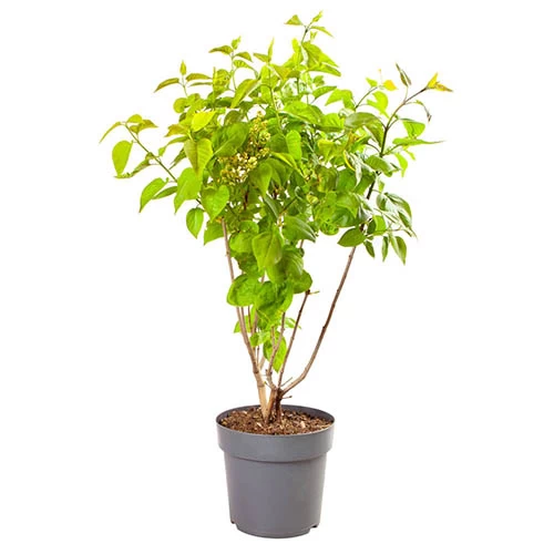 Syringa Vulgaris, Lilac Tricolor - Image 2