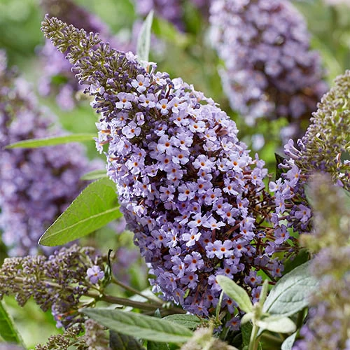 Buddleia Davidii 'Butterfly Candy' Collection 9cm X3 - Image 4