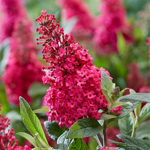 Buddleia Davidii 'Butterfly Candy' Collection 9cm X3 - Image 5