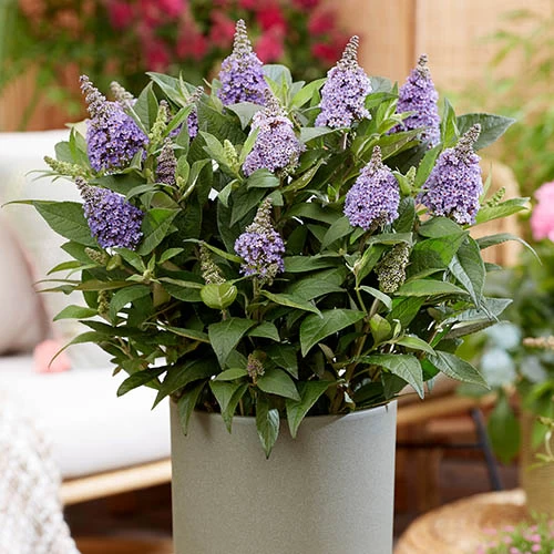 Buddleia Davidii 'Butterfly Candy' Collection 9cm X3 - Image 7