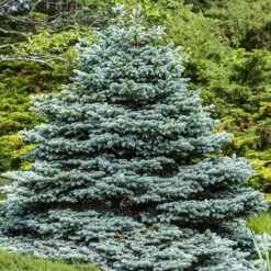 Picea Pungens 'Super Blue'
