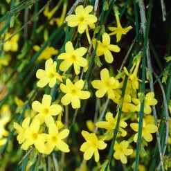 Winter Jasmine 'Jasminum Nudiflorum'