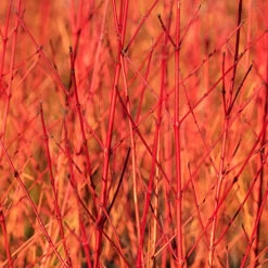 Cornus 'Midwinter Fire'