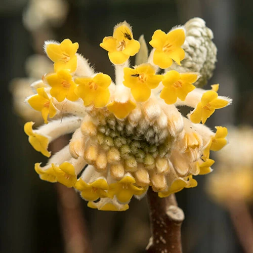 Edgeworthia Chrysantha Grandiflora 'Paper Bush' 3L - Image 2