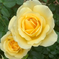 Gift Rose 'Golden Wedding'