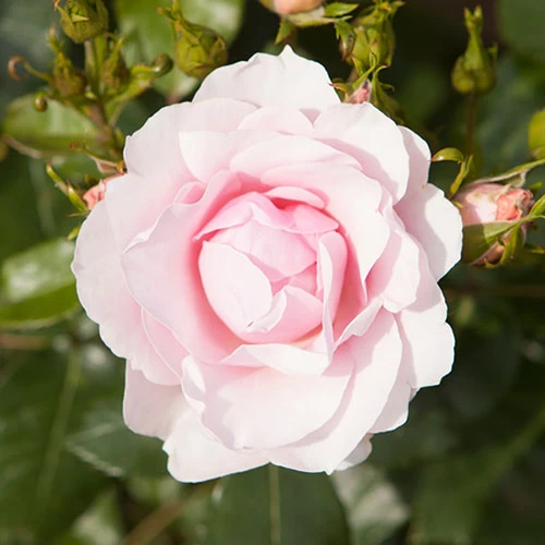 Classic 'Old English' Shrub Rose Collection - Image 4
