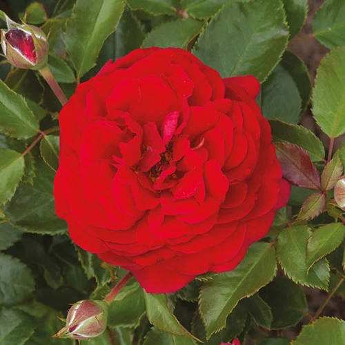 Classic 'Old English' Shrub Rose Collection - Image 5