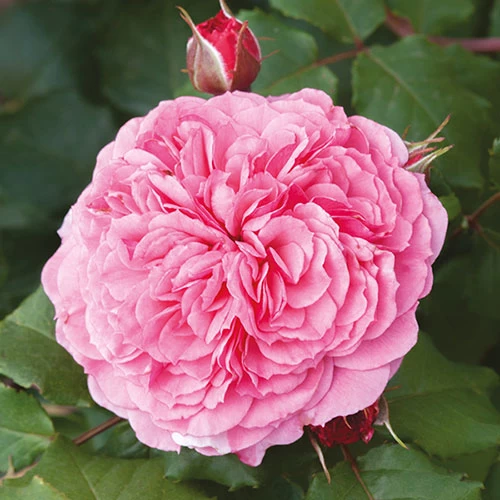 Classic 'Old English' Shrub Rose Collection - Image 6