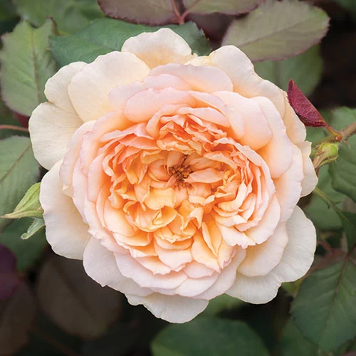 Classic 'Old English' Shrub Rose Collection - Image 7