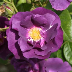 Rose 'Rhapsody In Blue'