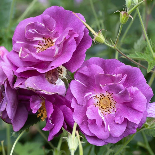 Rose 'Rhapsody In Blue' - Image 2