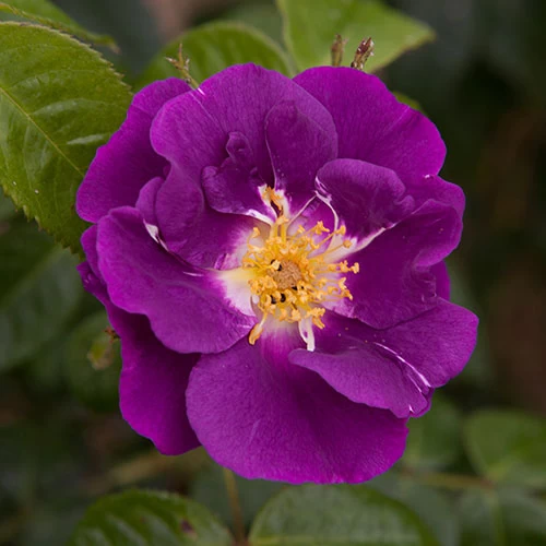 Rose 'Rhapsody In Blue' - Image 4