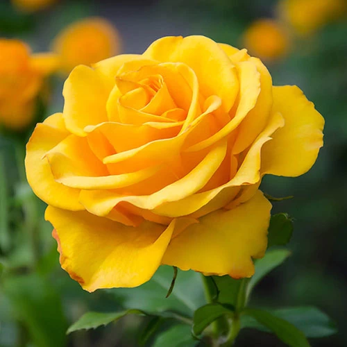Patio Standard Rose 'Yellow' - Image 2