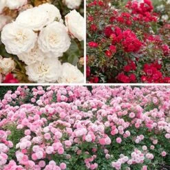 'Classic' Groundcover Rose Collection