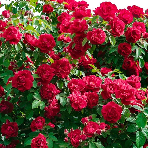 6 X Groundcover Roses - Image 2