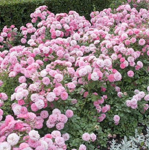 6 X Groundcover Roses - Image 3