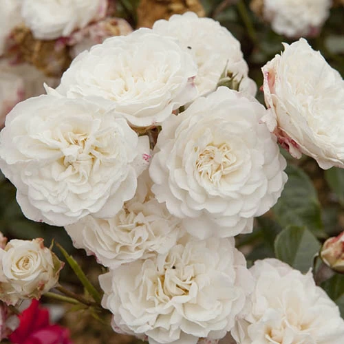 6 X Groundcover Roses - Image 4