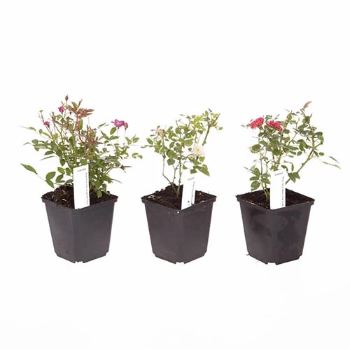 6 X Groundcover Roses - Image 5