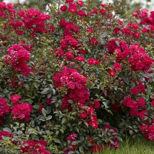 6 X Groundcover Roses - Image 6