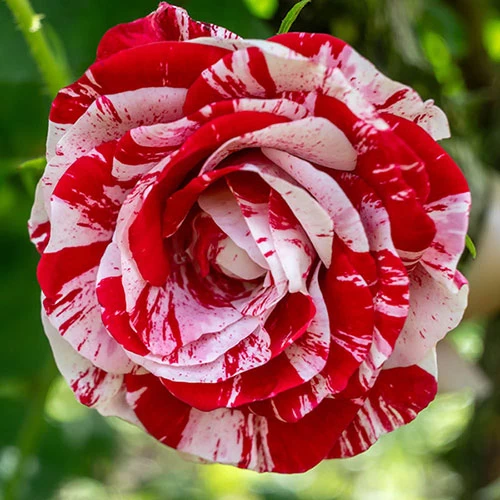 Rose 'Raspberry Ripple' (Papageno) - Image 3