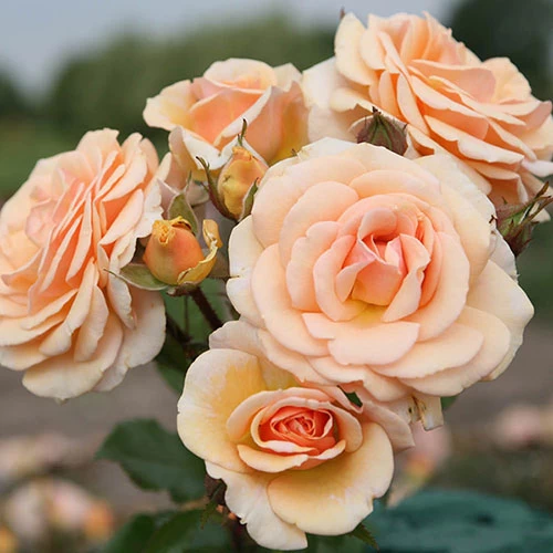 Rose 'Sweet Honey'