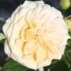 Rose 'Timeless Cream'