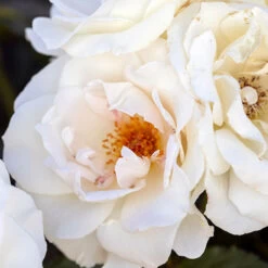 Rose Diamond 60th Wedding Anniversary 3L Pot