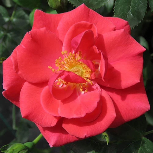 Rose Summer Sweetheart - Image 6