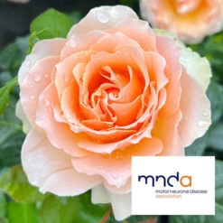 The Rob Burrow MND Rose