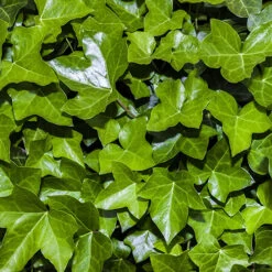 Coloured Ivy Collection