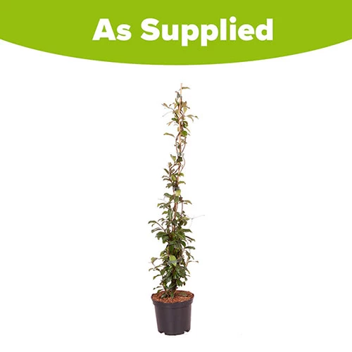 Trachelospermum Asiaticum Star Jasmine 'Pink' - Image 4