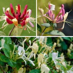 Lonicera 2L 90cm Cane X3