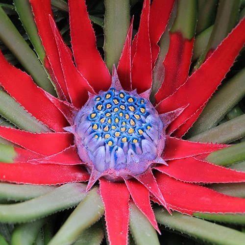 Bromeliad 'Fascicularia Bicolour'