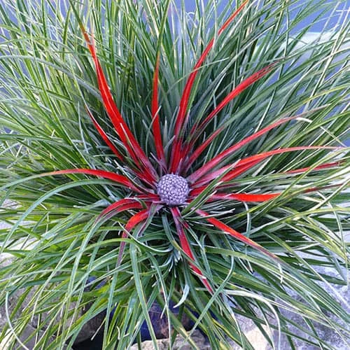 Bromeliad 'Fascicularia Bicolour' - Image 2