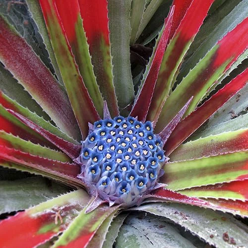 Bromeliad 'Fascicularia Bicolour' - Image 5