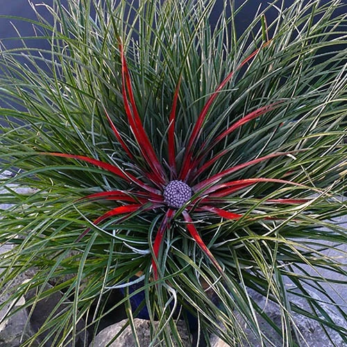 Bromeliad 'Fascicularia Bicolour' - Image 7