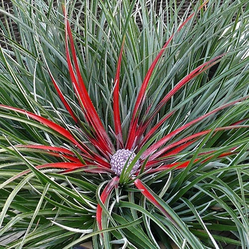 Bromeliad 'Fascicularia Bicolour' - Image 8
