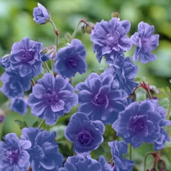 Geranium Himalayense 'Plenum' ('Birch Double')