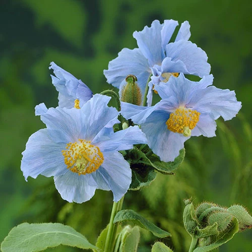 Blue Himalayan Poppy - Image 2