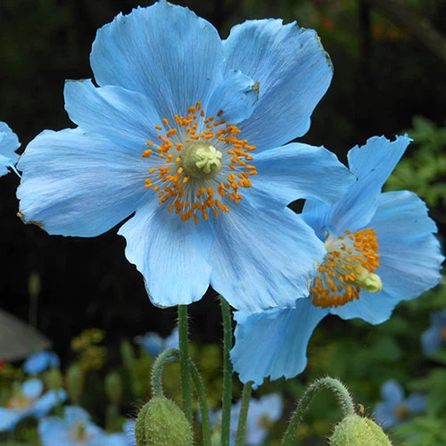 Blue Himalayan Poppy - Image 3