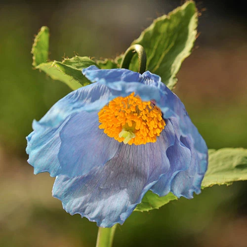 Blue Himalayan Poppy - Image 4
