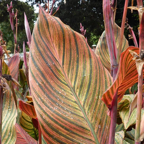 Canna 'Tropicanna' 9cm - Image 2