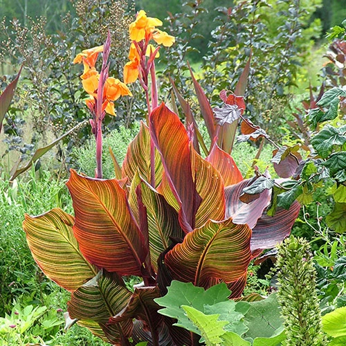 Canna 'Tropicanna' 9cm - Image 3